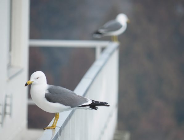 カモメ